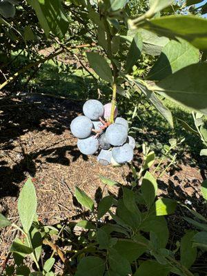 Ronnie’s Berry Farm