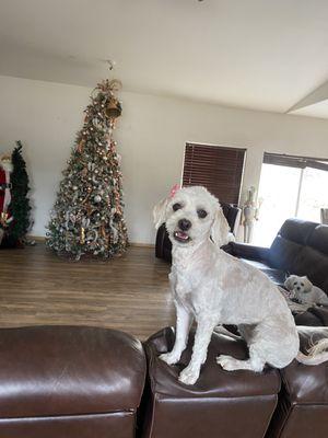 Sara’s Safe Space Grooming