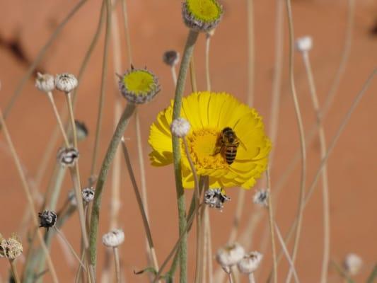 A sign of Spring in March 2010.