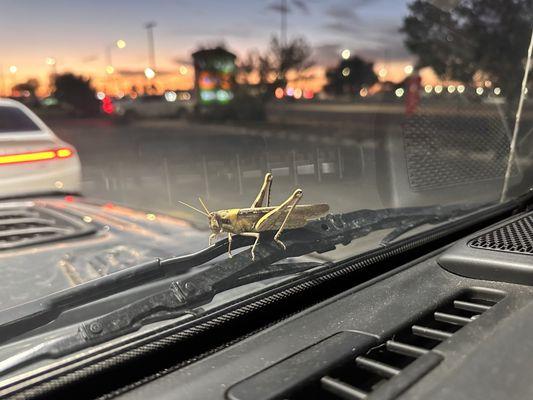 Free loader. (11/5/2023)