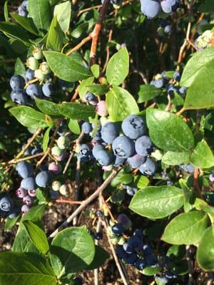 Fresh Blueberries