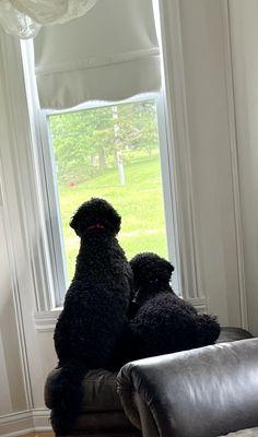 Horton Animal Hospital-Northeast