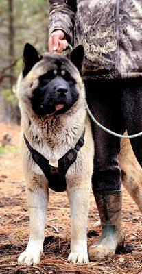 Socal American Akitas