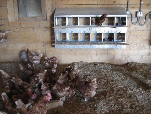 Inside the chicken house
