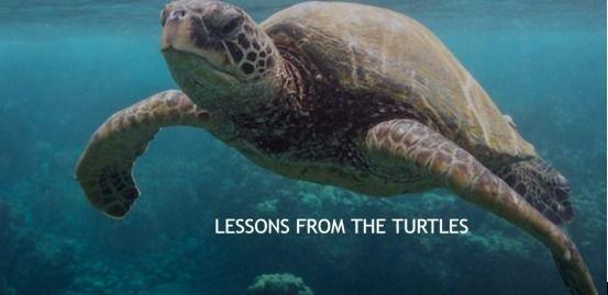 Hair Crown Beauty Supply