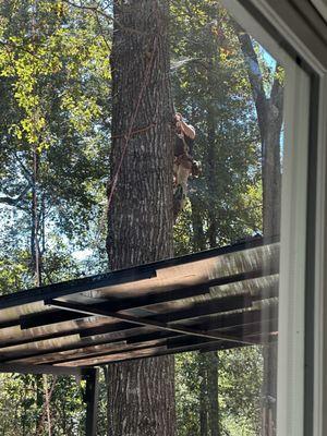 Guaranteed Tree Service