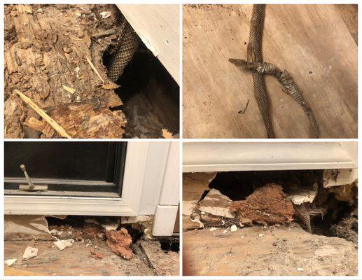Snakes in walls, ceilings, and crawl space
