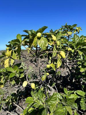 Kaloko-Honokohau National Historical Park
