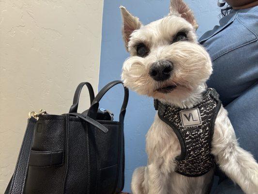 Velvet Bow Mobile Pet Grooming