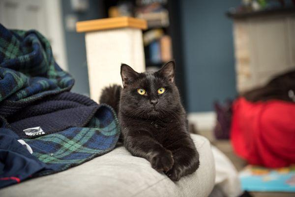 Thoughtful Paws Pet Care