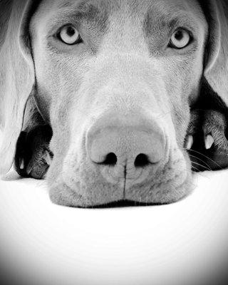 Doggy Styles Mobile Pet Grooming