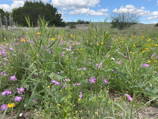 Panther Springs Park