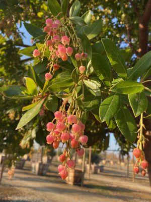 Yes, they do grow "strawberries" but not in the sense you're used to. These are strictly ornamental.
