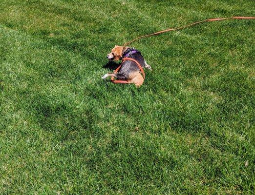 Chesapeake Lawn Science