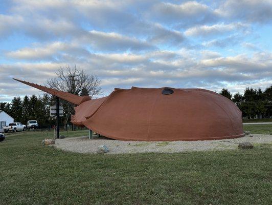 Worlds Largest Horseshoe Crab