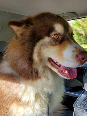 Home Away From Home Pet Spa