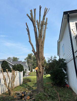 Elite Landscaping & Tree Removal