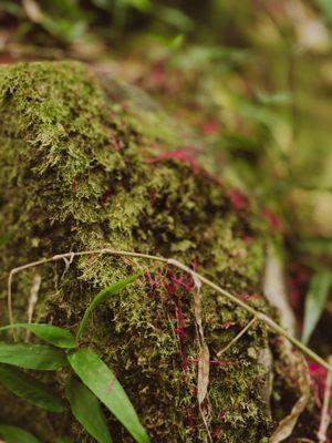 North Shore EcoTours