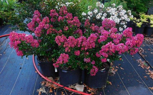 Roger's Nursery and Earthworks