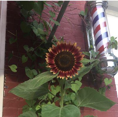 Rossignol's Hair Shoppe