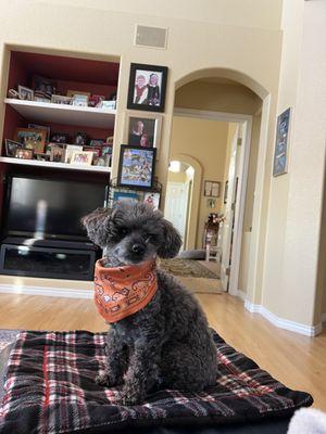 A to Z Home Vet Care