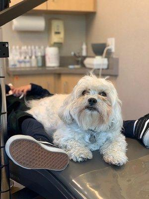 Meet Obi our Therapy Dog !