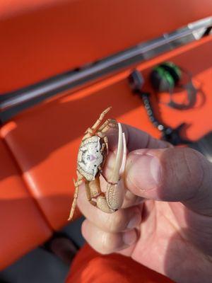 Fiddler crab