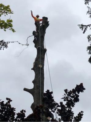 Luisiana Tree Services