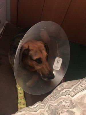 Springfield Animal Hospital