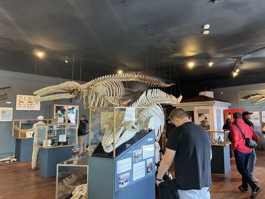 The Whale Museum