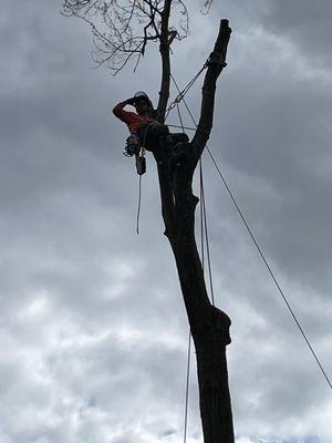 Andrew’s All Around Tree & Shrub Service