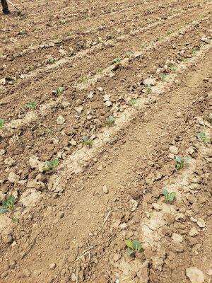 Hunger Task Force The Farm