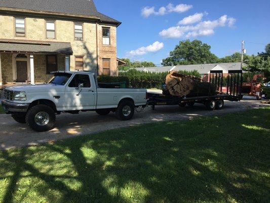 Pittock's Tree and Landscape