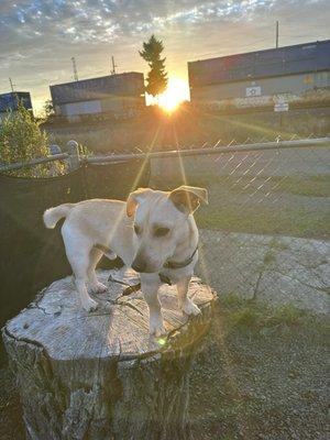 Peanut, one of our three dogs