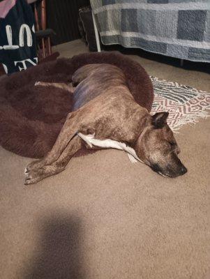 Southwest Louisiana Veterinary Clinic