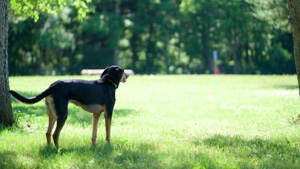 ready to play in the large park