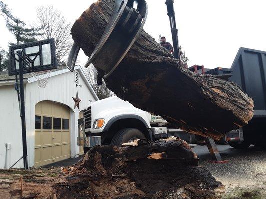 seans tree and landscape