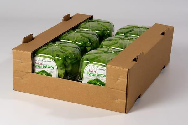 6-pack Live Gourmet® Living Butter Lettuce