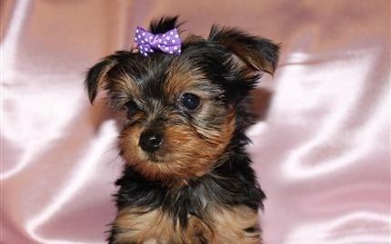 Gypsy. Photo courtesy of My New Yorkies