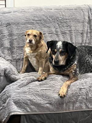 The Pet Hospital of Madison