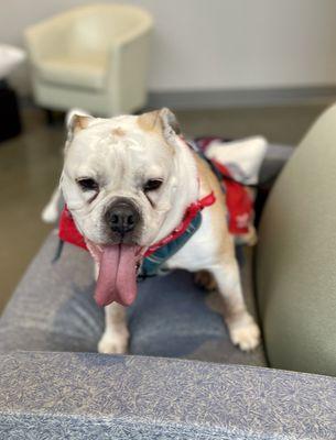 Eastside Veterinary Associates - Renton / Newcastle