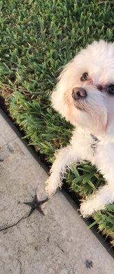 Glamour Paws Pet Salon