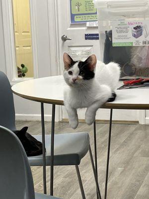 Constellation Cat Cafe