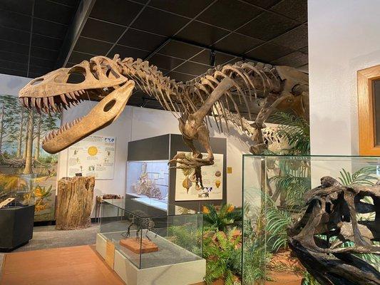 BYU Museum Of Paleontology