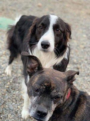 Great Bay Kennel