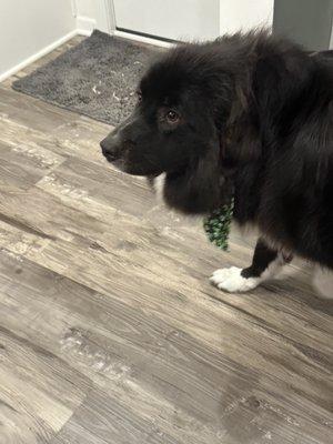 Beverly's Dog Grooming Salon