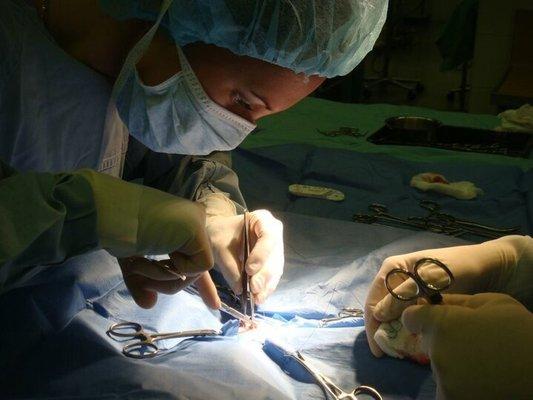 Fast and Purrious Mobile Veterinary Care