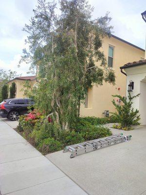 Corta Tree And Garden