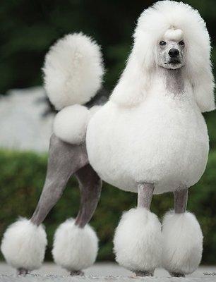 La providencia poodles