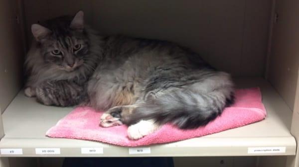 Humane Society of Charles County